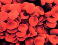 Группа крови и характер человека